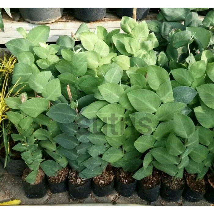 Tanaman Hias Climbing Dollar ( Dollar Rambat)