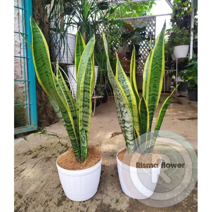 POHON SANSIVERA TINGGI 1 METER / TANAMAN LIDAH MERTUA 1 METER