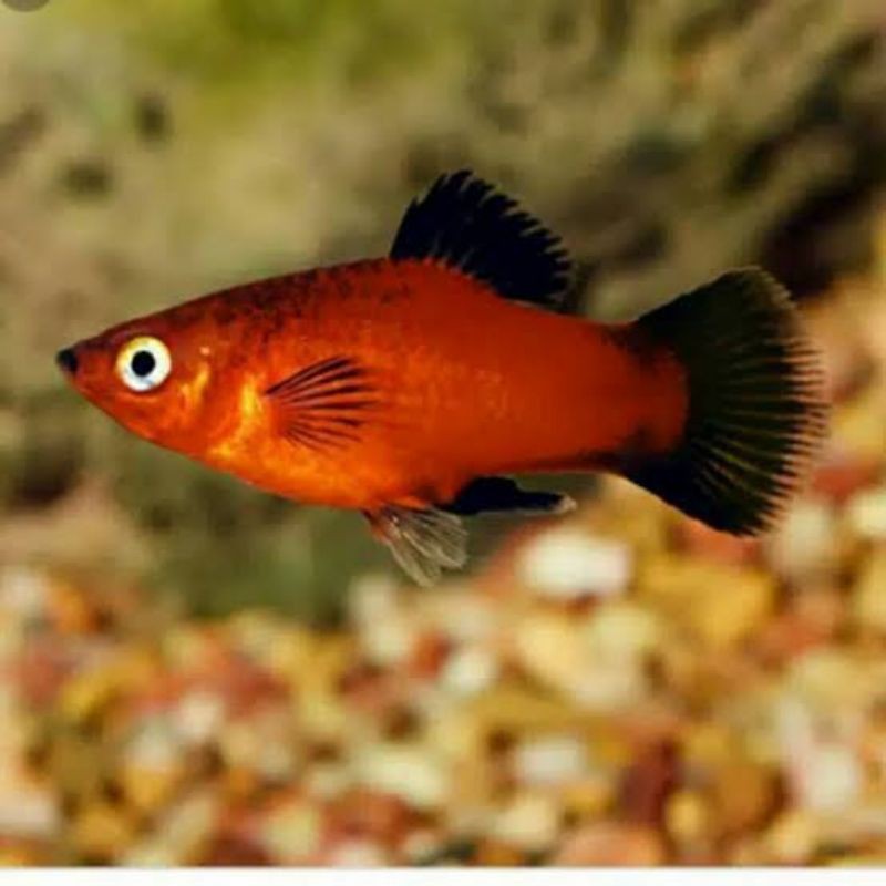 Ikan Platy Ikan Pakan Predator