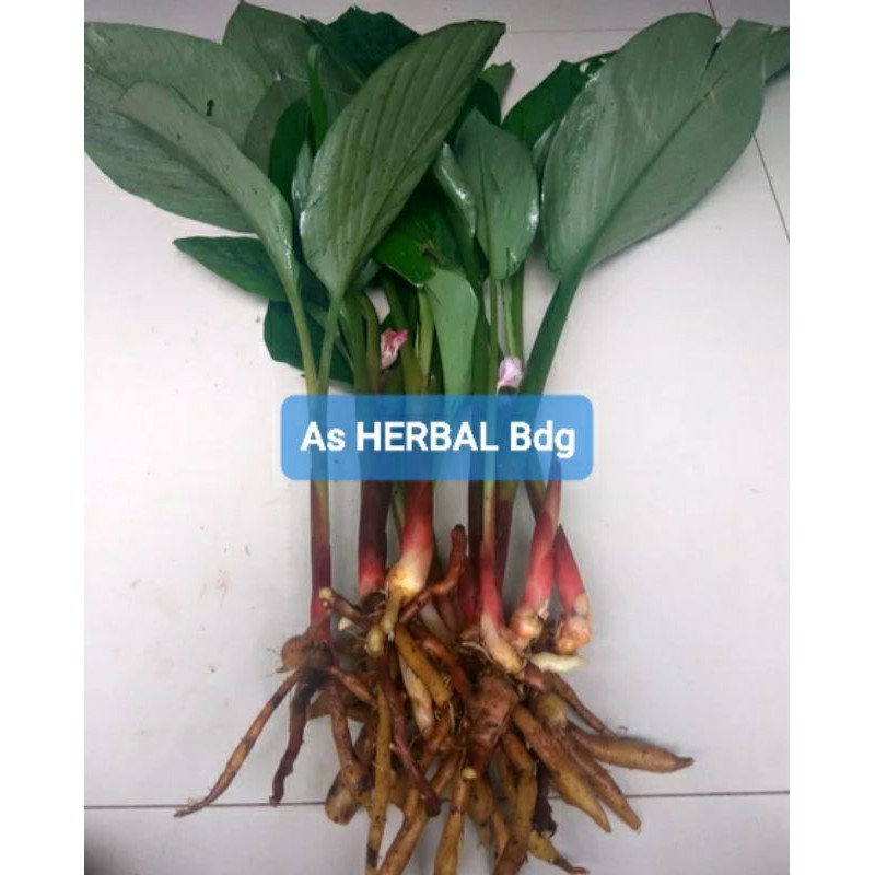 

Temu kunci segar 500 gram fresh-az