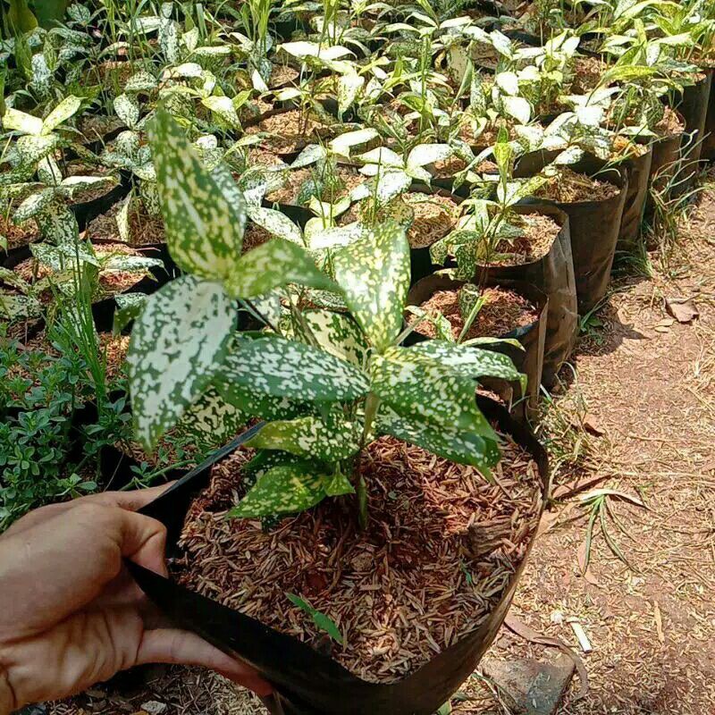 tanaman hias dresena florida-tanaman dresena florida-dresena florida-bibit Dresena Florida