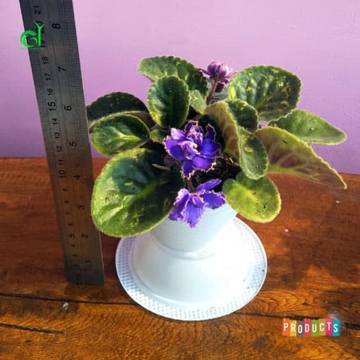 Tanaman african violets blue delft