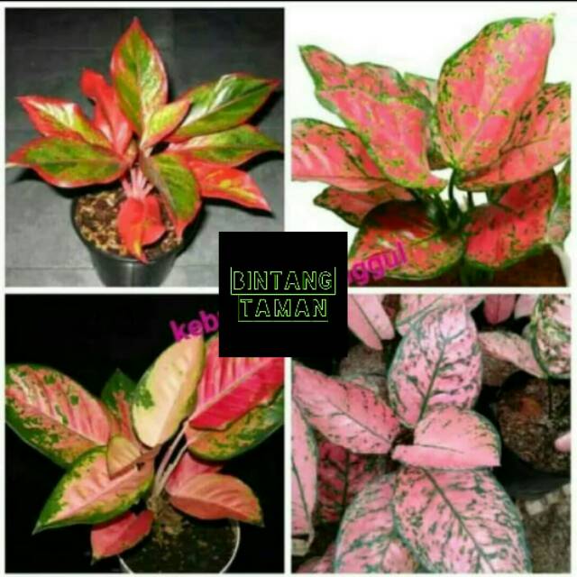 PROMO Paket 4 tanaman hias Aglonema-Paket 4 Aglonema