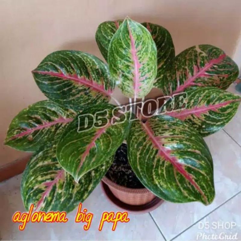 Aglonema murah Tanaman hias aglonema Tanaman aglonema Tanaman hias aglonema murah  Bunga aglonema pa