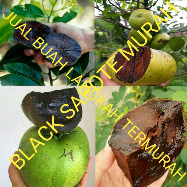 

BLACK SAPOTE 1 KG Tua pohon