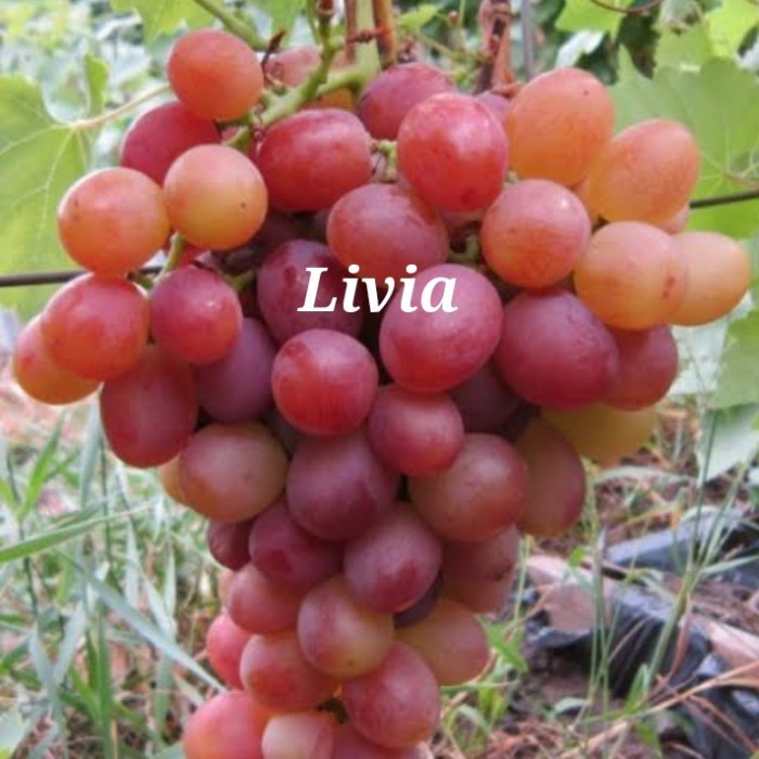 Bibit Anggur Import Livia