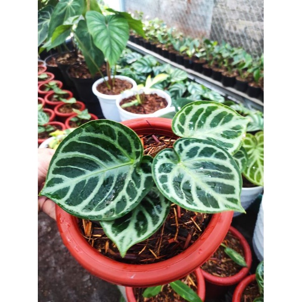 anthurium dorayaki ori