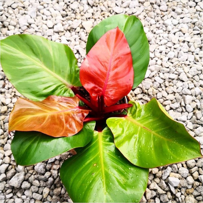 philodendron Red Moon readymurah meriah