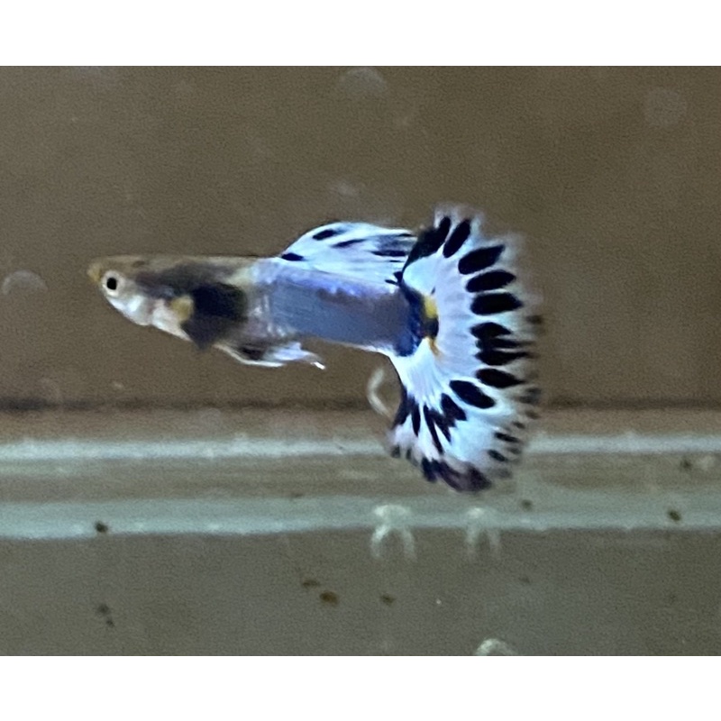 Guppy Ivory Blue / Red Fire sepasang