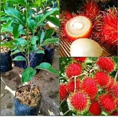 BIBIT RAMBUTAN BINJAI UNGGUL