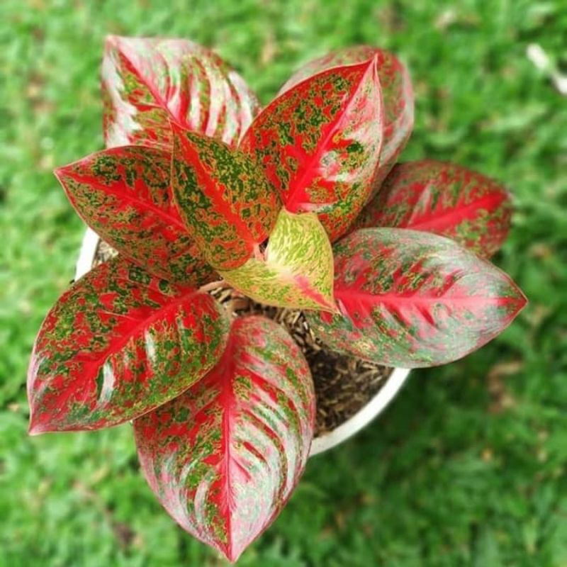 Tanaman Hias Aglonema Red Stardust / Tanaman Hias / Aglonema