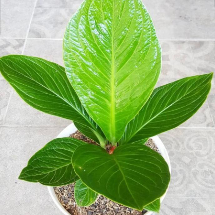 Tanaman Hias Anthurium Jemani Cobra Super Bilaqueenyu