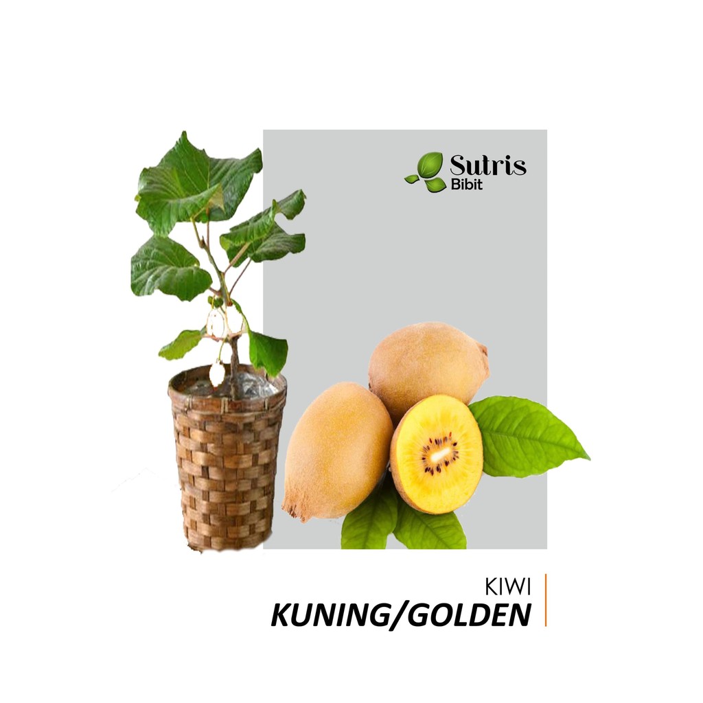 Bibit Tanaman Buah Kiwi SunGold New Zealand/Golden Kiwi