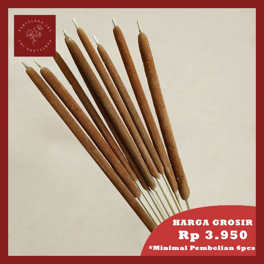 Dried Cattail Kering Asli Color Warna Natural Rumput Ekor Kucing Bulrush Typha Dekorasi Hiasan Rumah