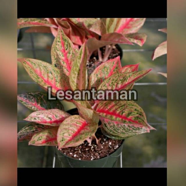 Aglonema legacy red/tanaman hias aglonema legacy