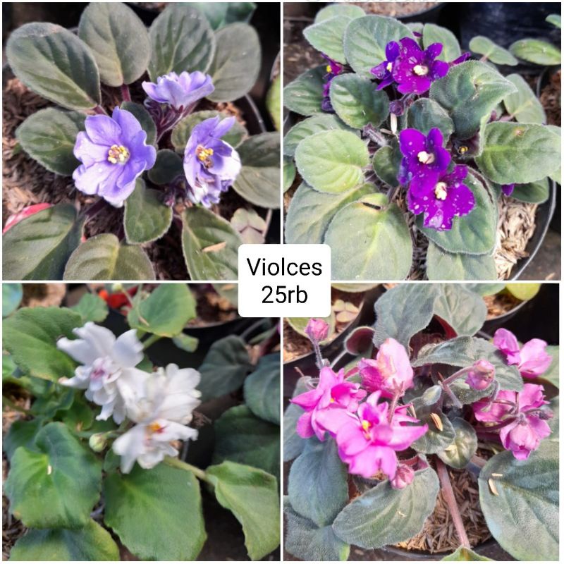 Tanaman Hias Violces / African Violet