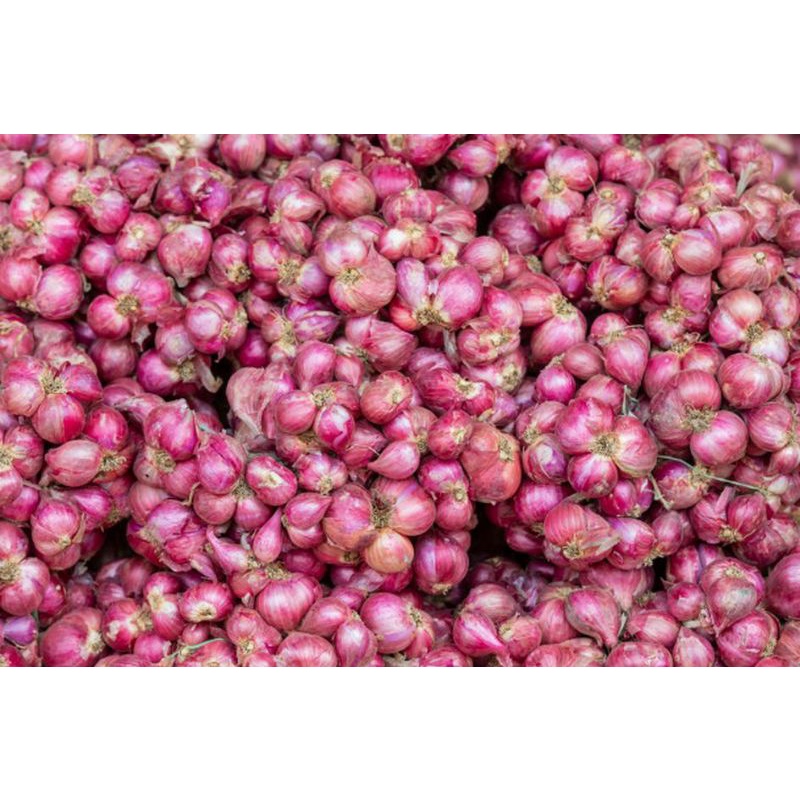 

RB Bawang Merah Brebes Super Segar Ukuran Besar