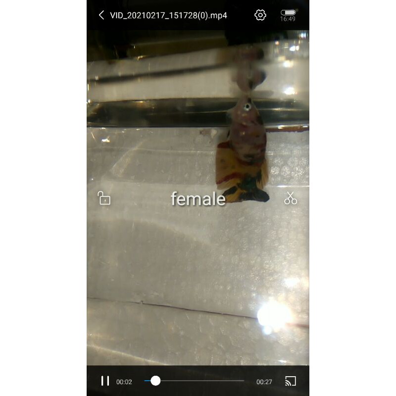 female giant yellow base multy