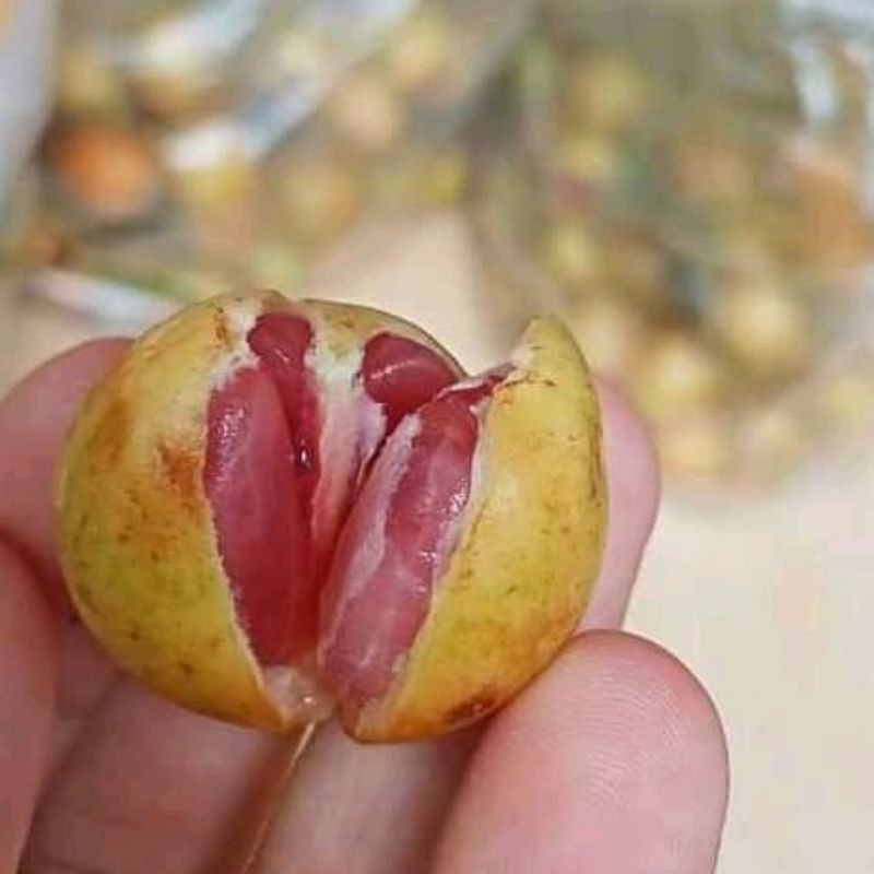 

menteng madu fress segar 1kg