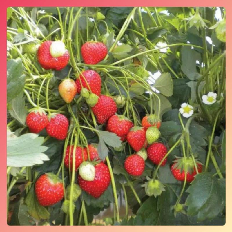 Benih Strawberry 5 Biji