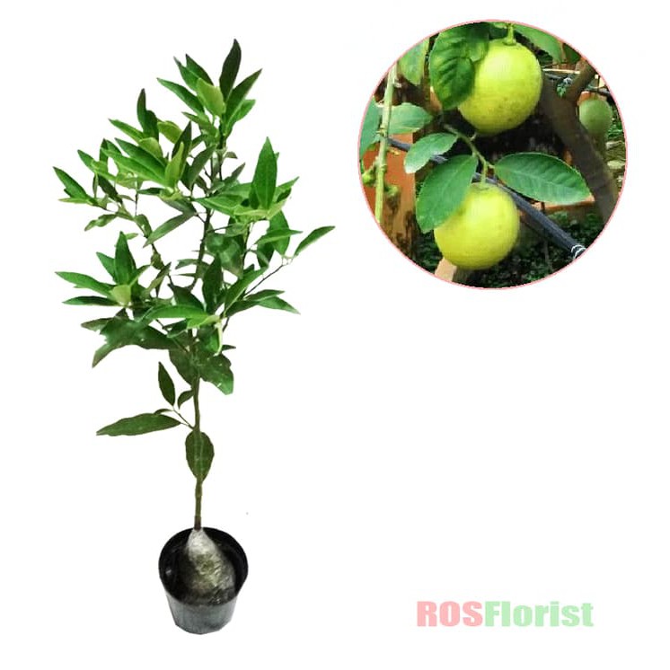 Tanaman Buah Jeruk Lemon Tanpa Biji