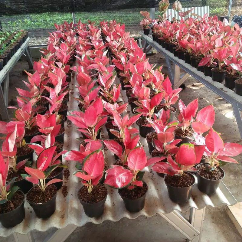 Aglonema Suksom Jaipong Culture indukan