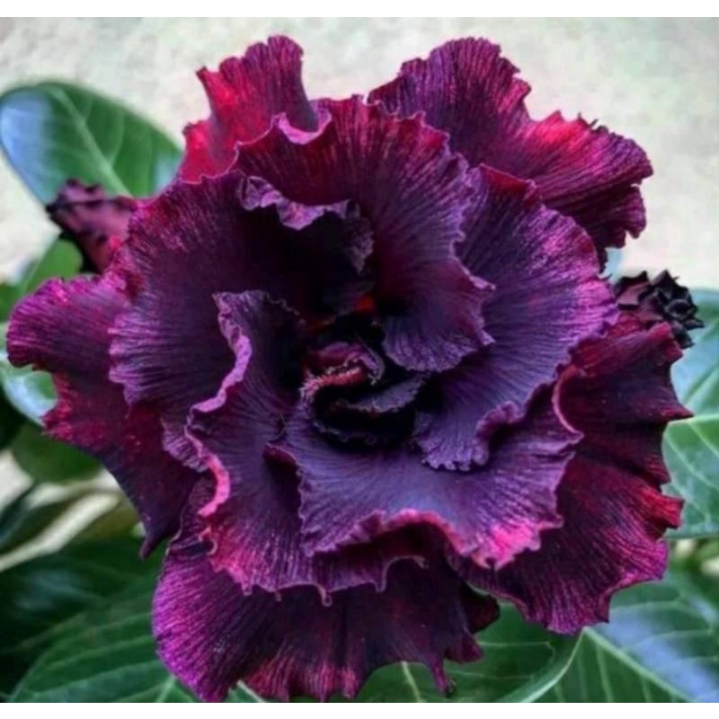 adenium graftingan bunga endles love