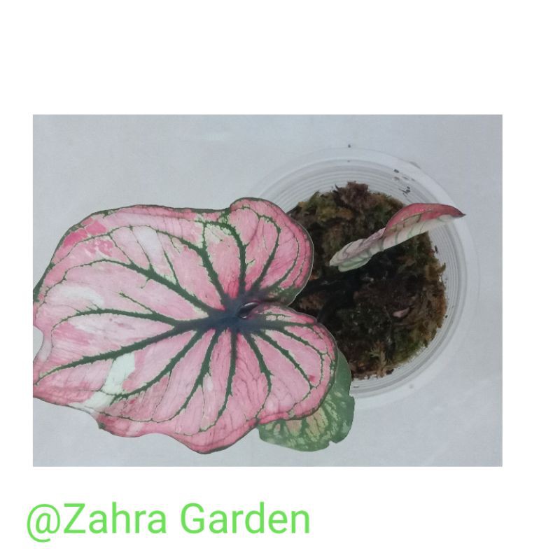 Caladium Red stone