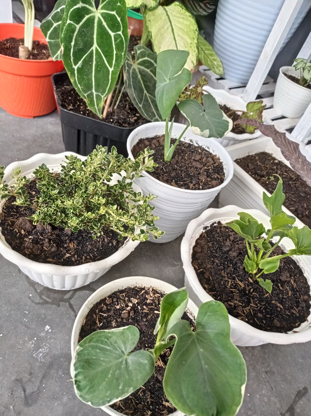 Philodendron / Jendron