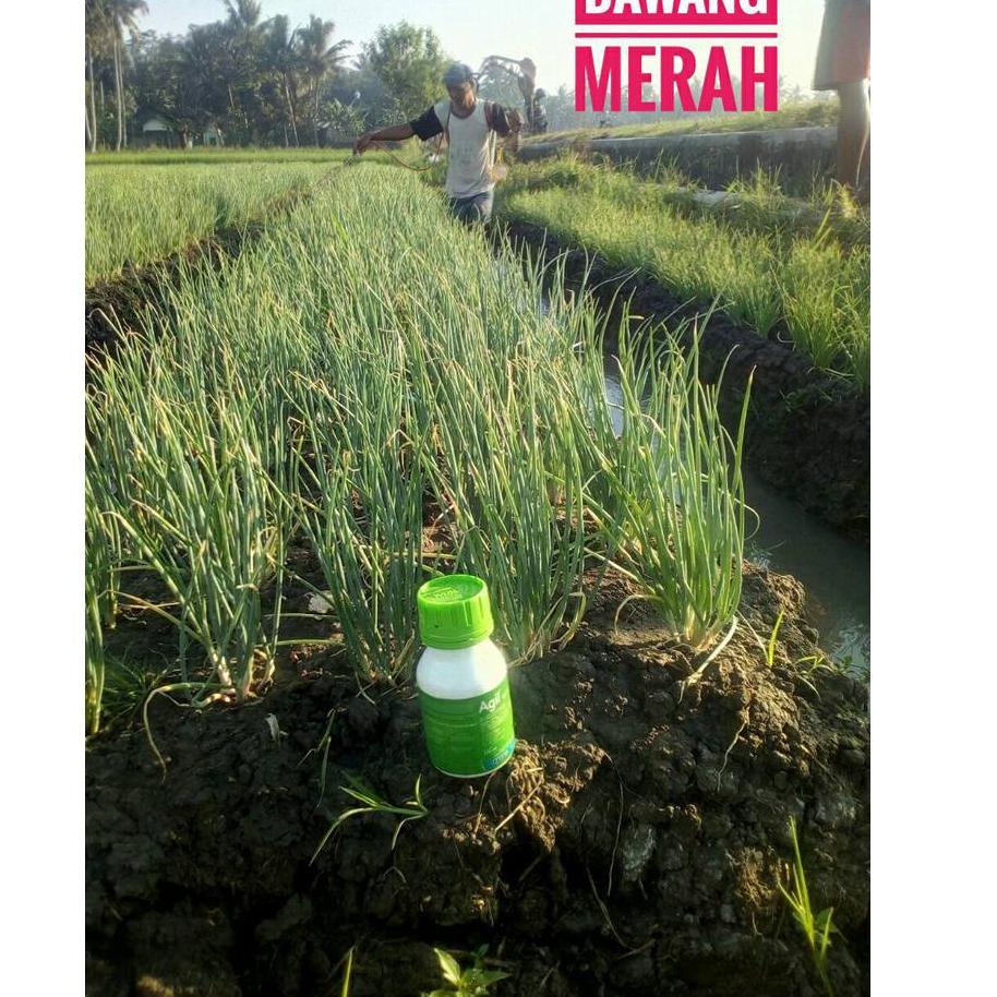Murah Banget OBAT RUMPUT AGIL 100 EC PADA TANAMAN KACANG TANAH KEDELAI BAWANG MERAH TEMBAKAU KEMASAN