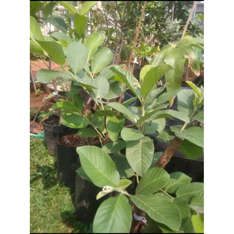 jambu kristal cangkok