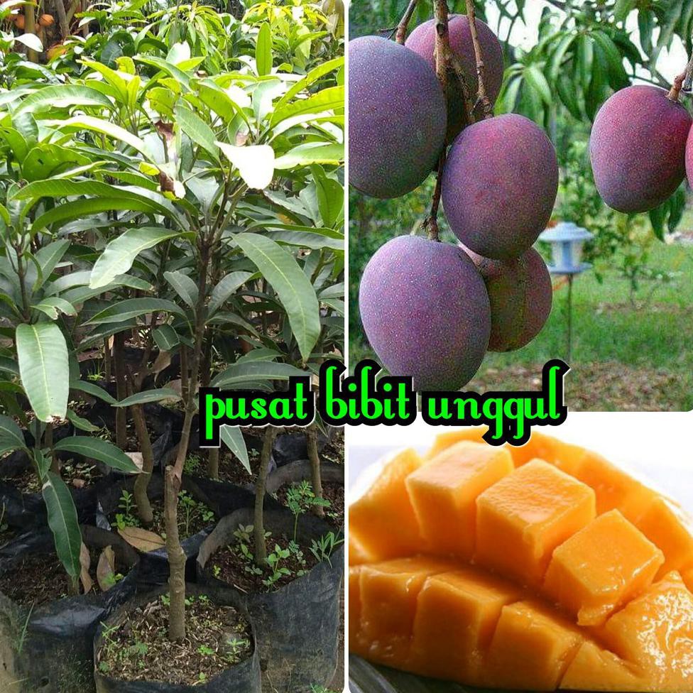 Super Bibit Mangga Irwin *_*