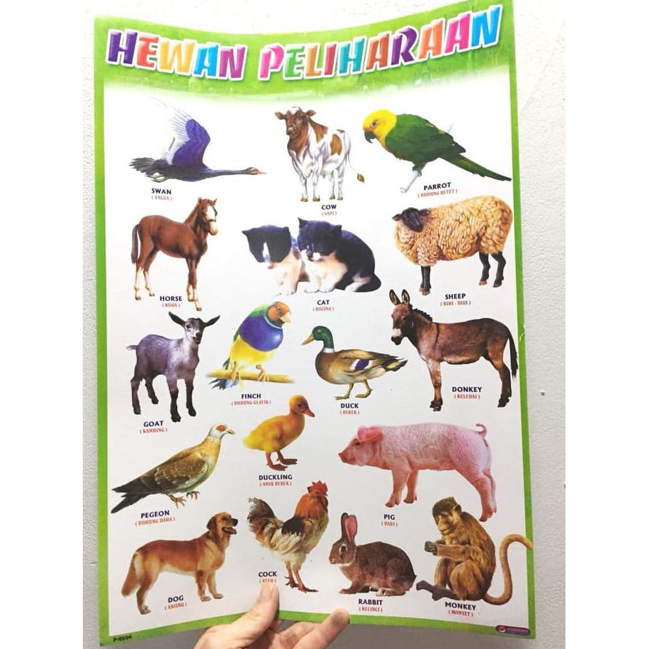 JUAL MAINAN POSTER EDUKASI HEWAN PELIHARAAN TERMURAH PROMO