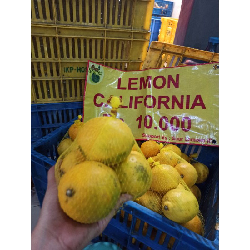 Lemon California Rajut Siap di Jual Lagi