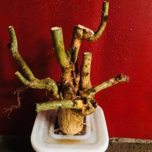 ♥ bahan bonsai babon serut segar unik ♗