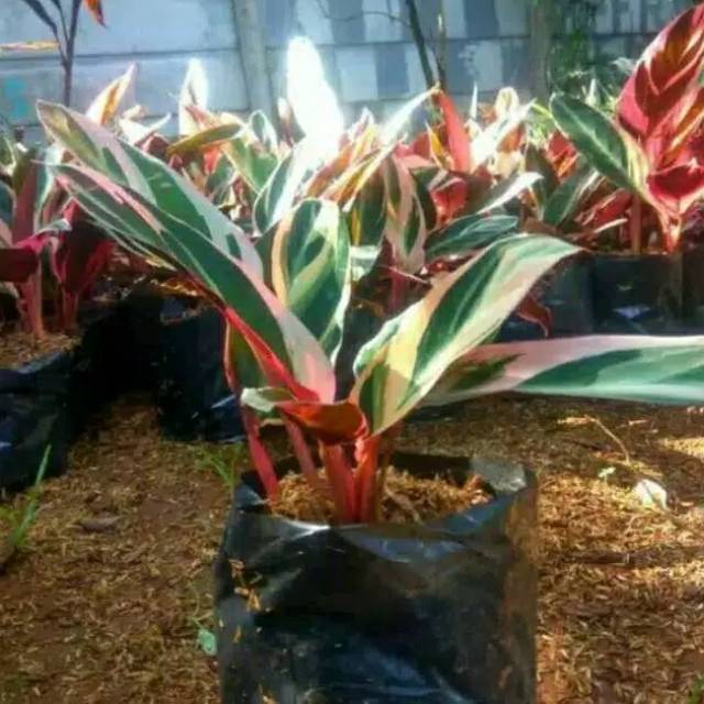  Tanaman  hias calathea triostar multi colour meranti  bali 