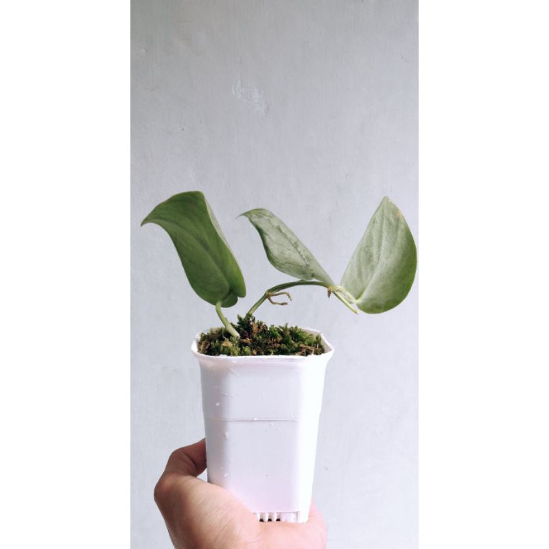 scindapsus silver hero platinum