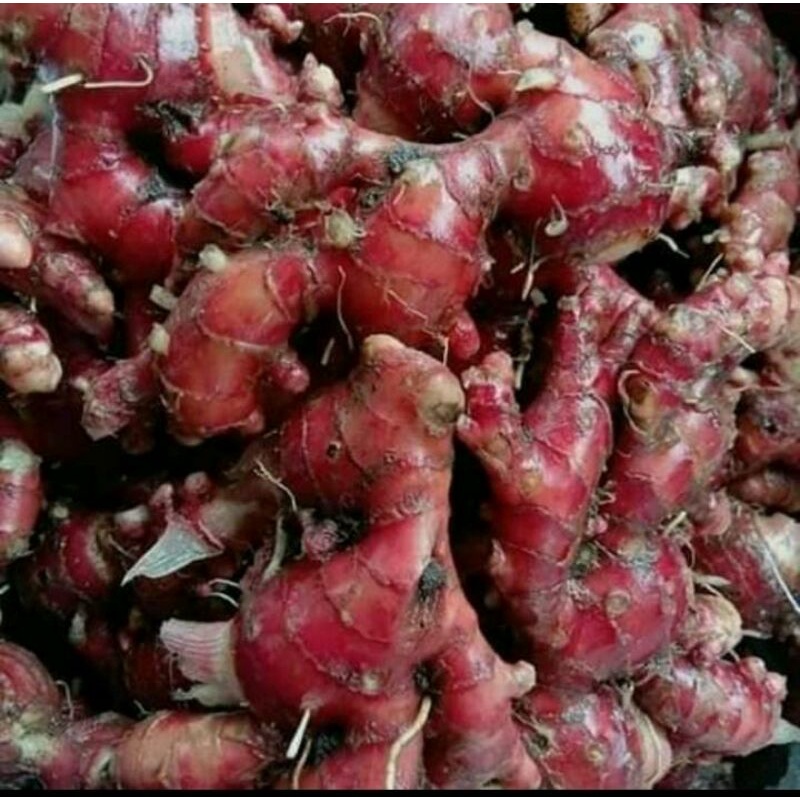 

jahe merah fresh