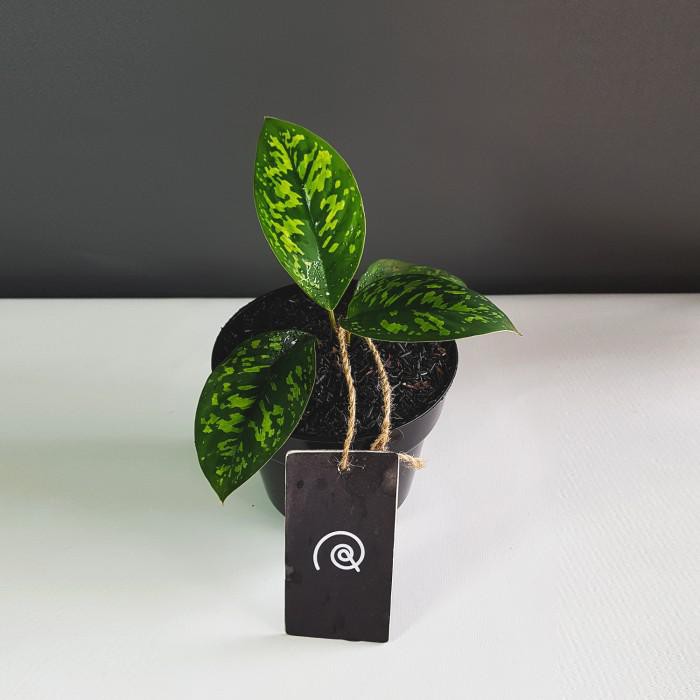 Homalomena wallisii 'Army' / Adelonema Camouflage - tanaman hias - S