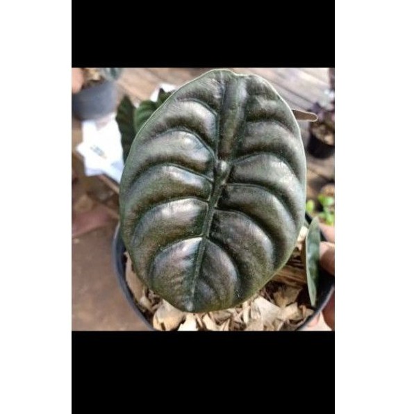 tanaman hias celadhie tengkorak/tengkorak hitam alocasia