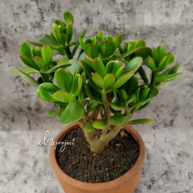 tanaman hias 30cm sukulen succulent jade plant bring luck plant jade jumbo size besar
