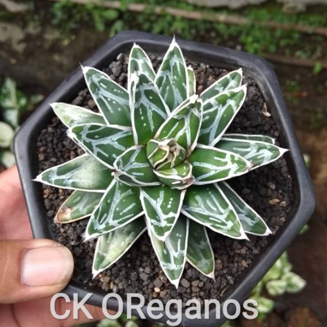 tanaman agave victoria reginae compacta