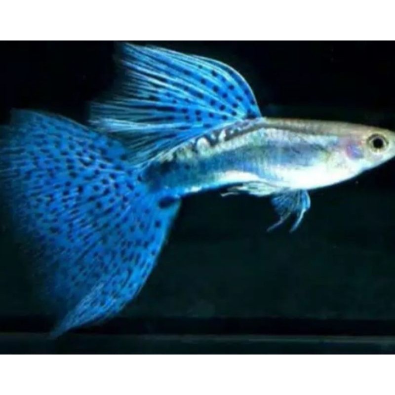 Ikan hias guppy Blue Grass