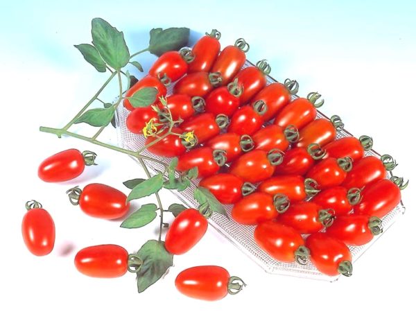 Benih Serba 1000 Rupiah ( Paprika, Tomat, Cabe, Bawang Merah )-Tomat Ruby 2 Benih