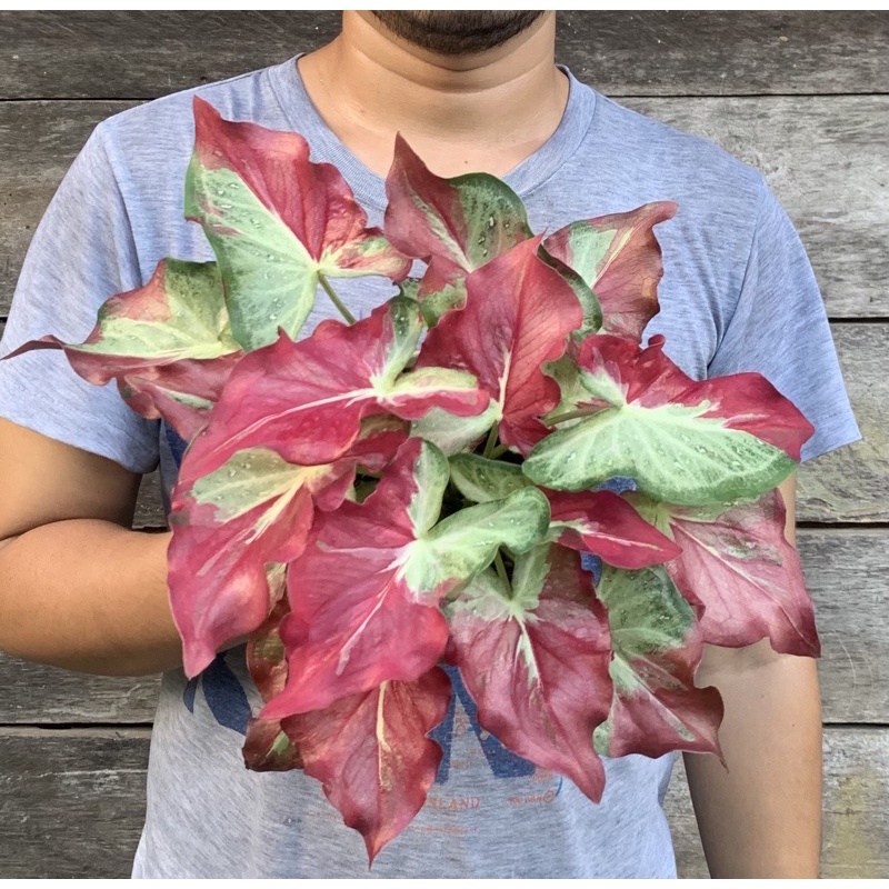 SPESIAL Keladi shycool THAILAND - Keladi shycool menor - caladium shycool menor - KELADI TUMPAH CAT