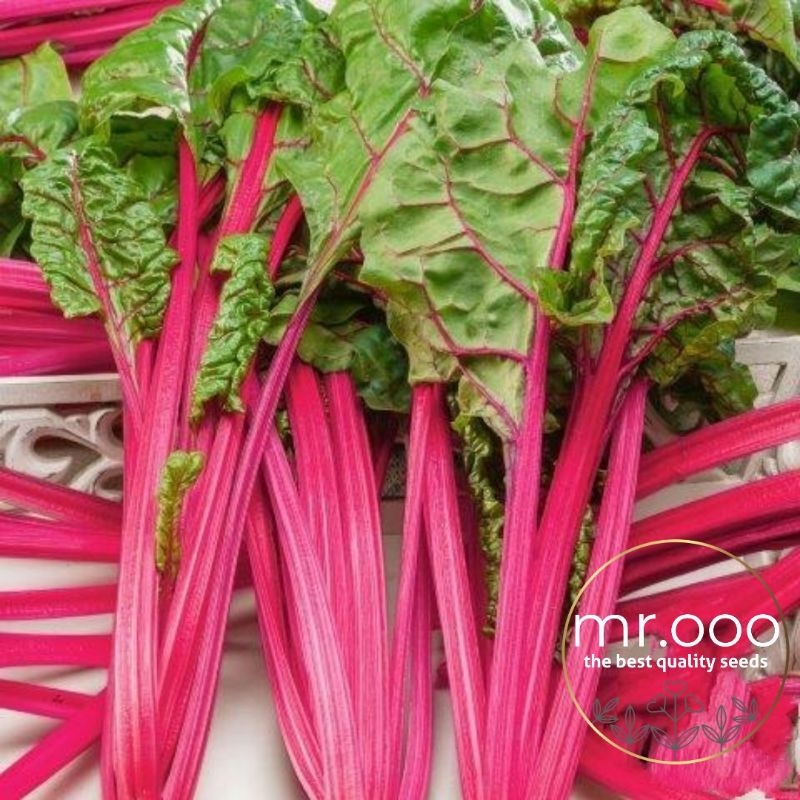 Benih Sayuran - Swisschard - Flamingo - 50 Benih