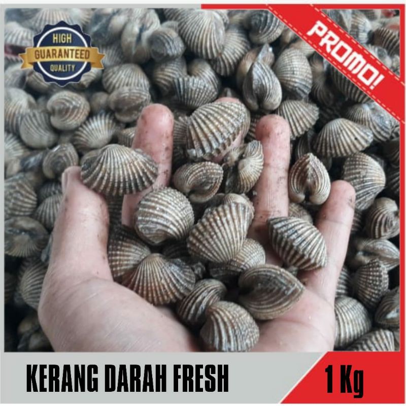 KERANG DARAH FRESH