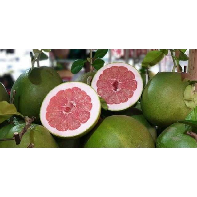 

Jeruk Bali Pamelo Muria Asli harga 25.000 /kg