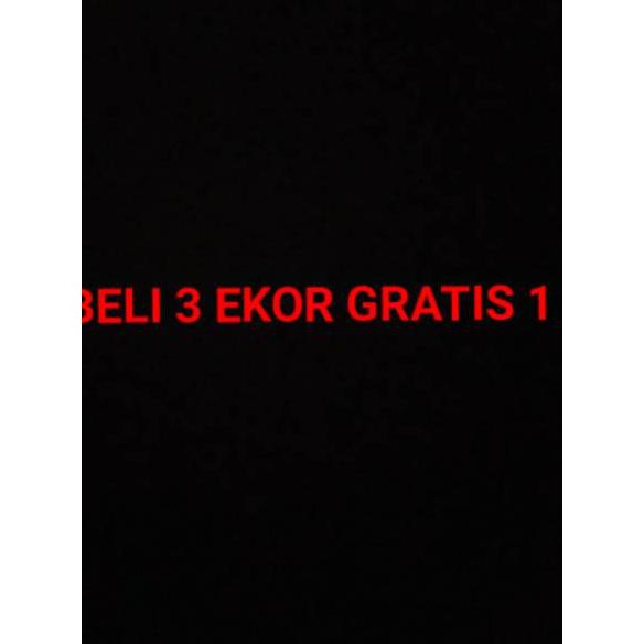 Ikan Cupang Aduan Ipoh X Medan Super ( MDS ) Ready stock