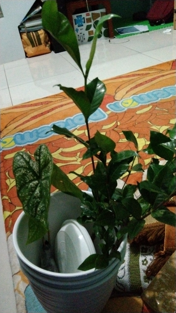 Tanaman Hias Caladium White Christmas